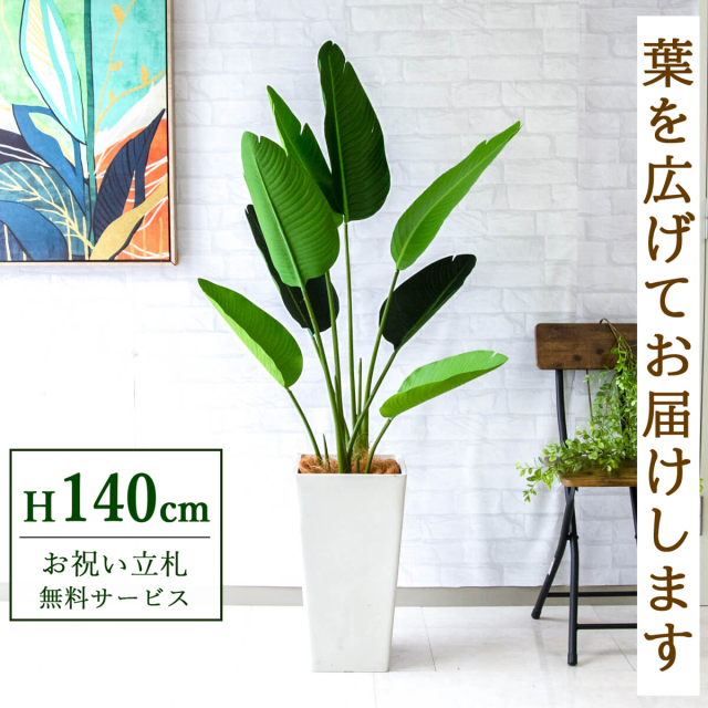 フェイクグリーン オーガスタ H約140cm 鉢付き / 観葉植物 フェイク 人工観葉植物 造花 店舗 装飾 開店 開業 移転 祝い ギフト プレゼント おしゃれ 住宅展示場 モデルハウス オフィス 立札無料 PG252-Q25WH