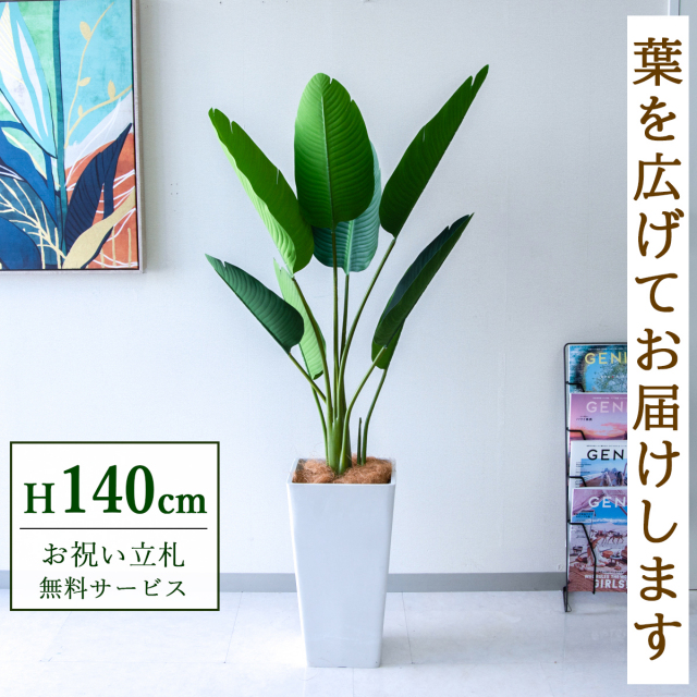 【すぐ飾れる】 フェイクグリーン オーガスタ 140cm  鉢付き / 法人・開店祝い 店舗・オフィス装飾 空間演出 立札無料・造花/PG252-Q25WH