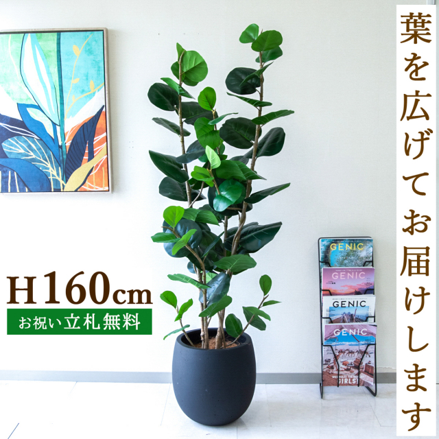 フェイクグリーン シーグレープ H約160cm  鉢付き / 人工観葉植物 観葉植物 フェイク 造花 店舗 装飾 開店 開業 移転 祝い ギフト プレゼント おしゃれ 住宅展示場 モデルハウス オフィス 立札無料 /PG253-BAL35BK