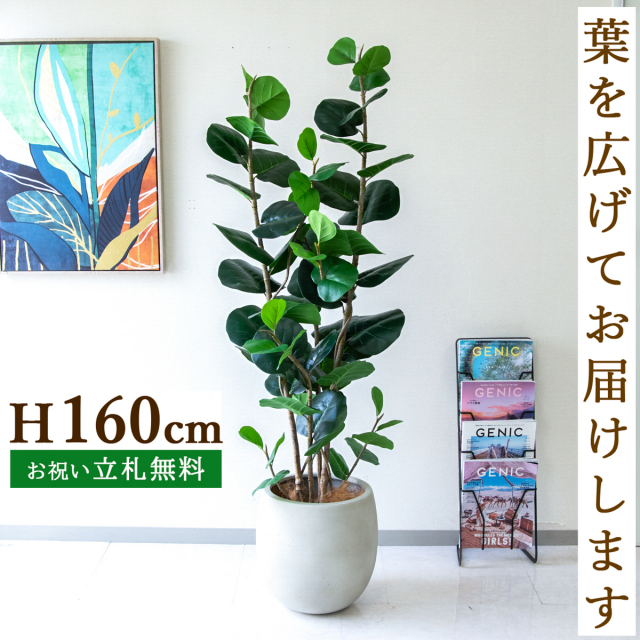 フェイクグリーン シーグレープ H約160cm  鉢付き / 人工観葉植物 観葉植物 フェイク 造花 店舗 装飾 開店 開業 移転 祝い ギフト プレゼント おしゃれ 住宅展示場 モデルハウス オフィス 立札無料 /PG253-BAL35IV