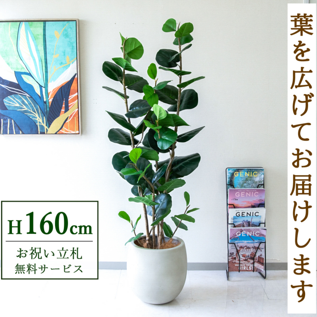 フェイクグリーン シーグレープ H約160cm  鉢付き / 人工観葉植物 観葉植物 フェイク 造花 店舗 装飾 開店 開業 移転 祝い ギフト プレゼント おしゃれ 住宅展示場 モデルハウス オフィス 立札無料 /PG253-BAL35IV