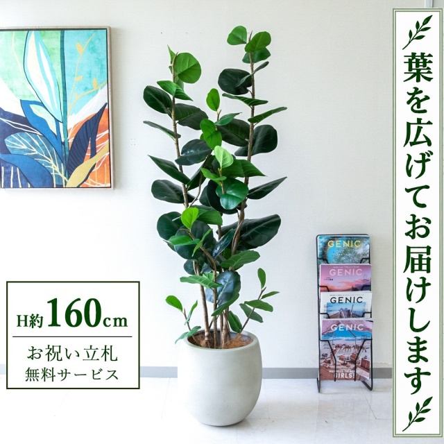 【すぐ飾れる】 フェイクグリーン シーグレープ H約160cm 鉢付き / 法人・開店祝い 店舗・オフィス装飾 空間演出 立札無料・造花/PG253-BAL35IV