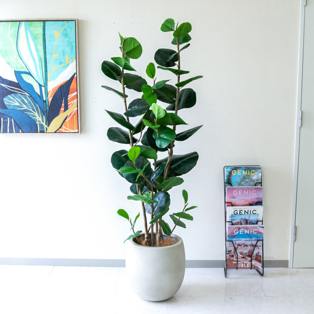人工 観葉植物 フェイク グリーン ベンジャミンフィカスツリー H約