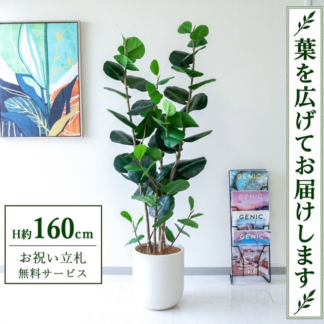 【すぐ飾れる】 フェイクグリーン シーグレープ H約160cm 鉢付き / 法人・開店祝い 店舗・オフィス装飾 空間演出 立札無料・造花/PG253-CHC29IV