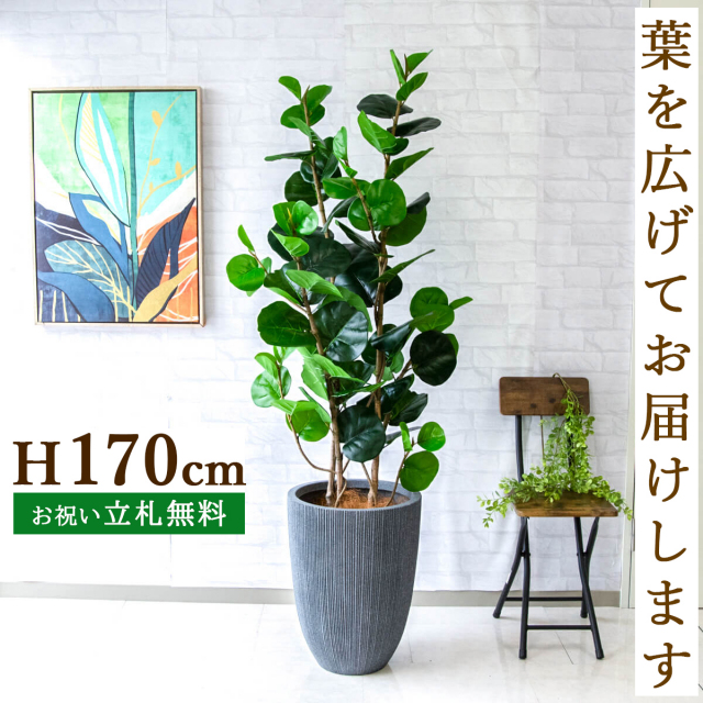 フェイクグリーン シーグレープ H約170cm 鉢付き / 人工観葉植物 観葉植物 フェイク 造花 大型 大きい 店舗 装飾 開店 開業 移転 祝い ギフト プレゼント おしゃれ 住宅展示場 モデルハウス オフィス 立札無料 PG253-MUC37GY