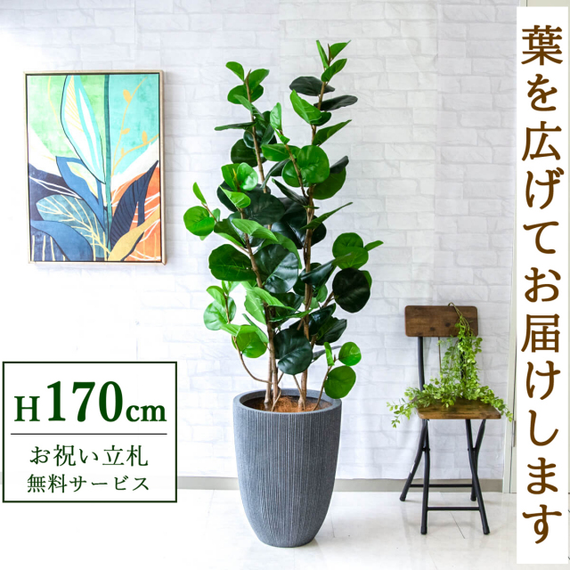 フェイクグリーン シーグレープ H約170cm  鉢付き / 人工観葉植物 観葉植物 フェイク 造花 大型 大きい 店舗 装飾 開店 開業 移転 祝い ギフト プレゼント おしゃれ 住宅展示場 モデルハウス オフィス 立札無料 /PG253-MUC37GY