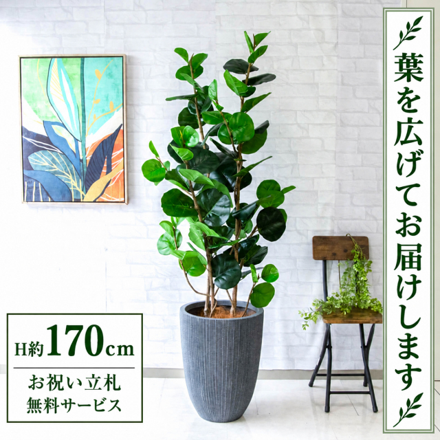 【すぐ飾れる】 フェイクグリーン シーグレープ H約170cm 大型 鉢付き / 法人・開店祝い 店舗・オフィス装飾 空間演出 立札無料・造花/PG253-MUC37GY