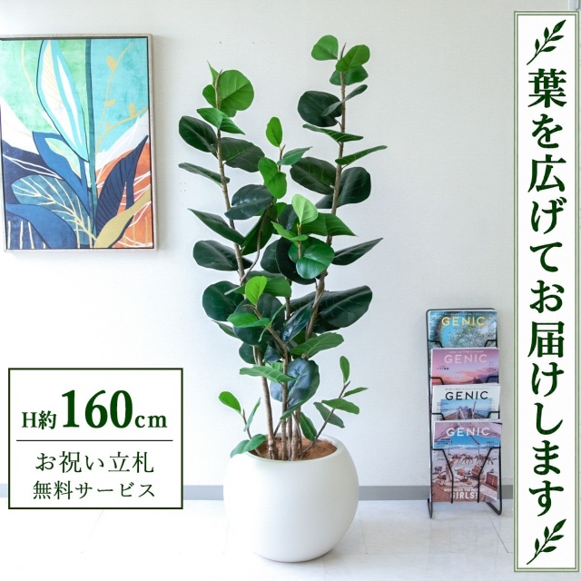 【すぐ飾れる】 フェイクグリーン シーグレープ H約160cm 鉢付き / 法人・開店祝い 店舗・オフィス装飾 空間演出 立札無料・造花/PG253-ROM43IV