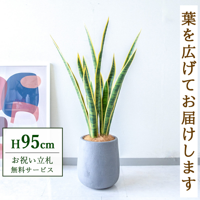 【すぐ飾れる】 フェイクグリーン サンセベリア 95cm  鉢付き / 法人・開店祝い 店舗・オフィス装飾 空間演出 立札無料・造花/PG254-ACN21GY