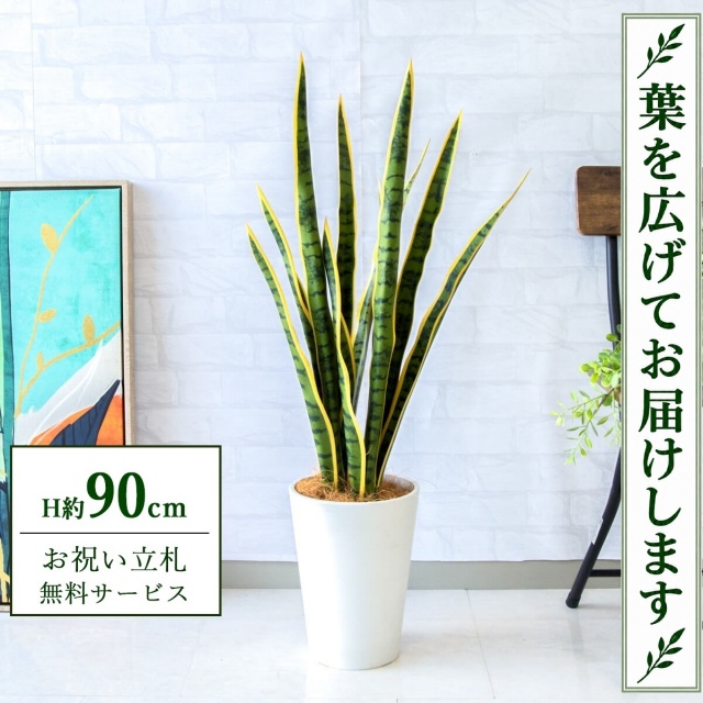 【すぐ飾れる】 フェイクグリーン サンセベリア H約90cm 鉢付き / 法人・開店祝い 店舗・オフィス装飾 空間演出 立札無料・造花/PG254-X20WH
