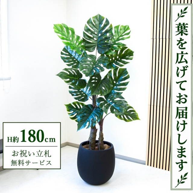 【すぐ飾れる】 フェイクグリーン モンステラ H約180cm 大型 鉢付き / 法人・開店祝い 店舗・オフィス装飾 空間演出 立札無料・造花/PG259-BAL42BK
