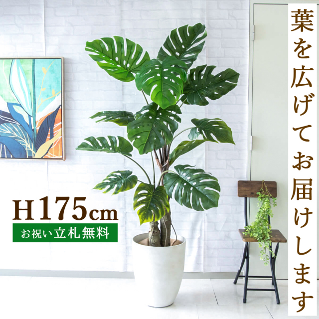 フェイクグリーン モンステラ H約175cm 鉢付き / 人工観葉植物 観葉植物 フェイク 造花 大型 大きい 店舗 装飾 開店 開業 移転 祝い ギフト プレゼント おしゃれ 住宅展示場 モデルハウス オフィス 立札無料 PG259-CQX35WH