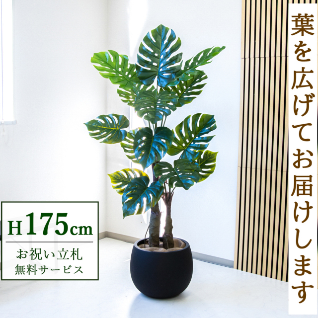 フェイクグリーン モンステラ H約175cm  鉢付き / 人工観葉植物 観葉植物 フェイク 造花 大型 大きい 店舗 装飾 開店 開業 移転 祝い ギフト プレゼント おしゃれ 住宅展示場 モデルハウス オフィス 立札無料 /PG259-D42BK