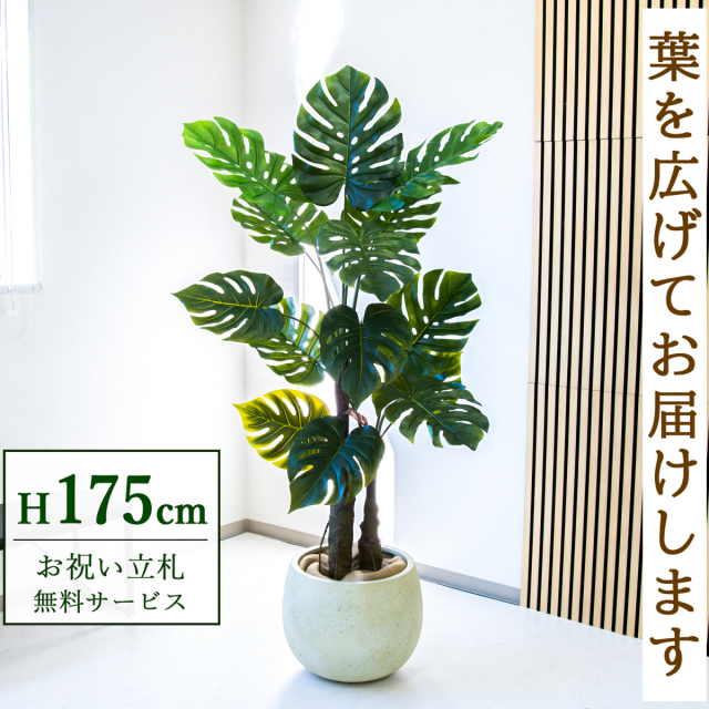 フェイクグリーン モンステラ H約175cm  鉢付き / 人工観葉植物 観葉植物 フェイク 造花 大型 大きい 店舗 装飾 開店 開業 移転 祝い ギフト プレゼント おしゃれ 住宅展示場 モデルハウス オフィス 立札無料 /PG259-D42IV