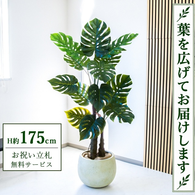【すぐ飾れる】 フェイクグリーン モンステラ H約175cm 大型 鉢付き / 法人・開店祝い 店舗・オフィス装飾 空間演出 立札無料・造花/PG259-D42IV