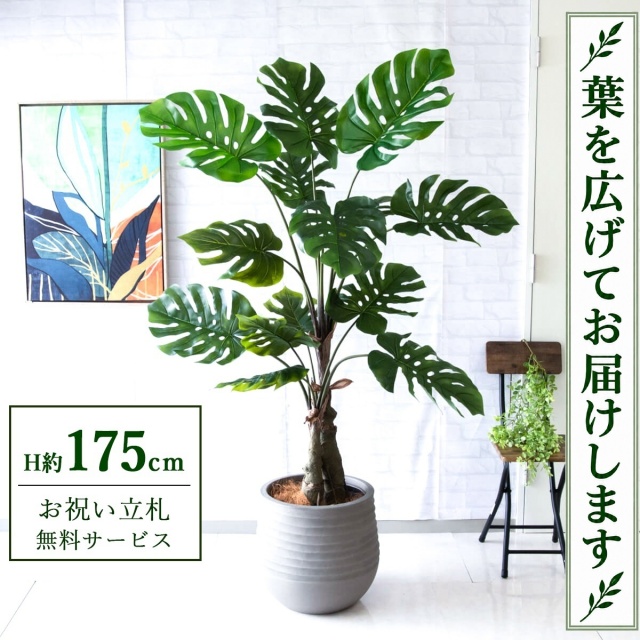 【すぐ飾れる】 フェイクグリーン モンステラ H約175cm 大型 鉢付き / 法人・開店祝い 店舗・オフィス装飾 空間演出 立札無料・造花/PG259-J40