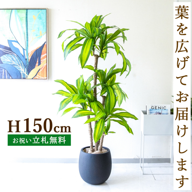 フェイクグリーン マッサン(幸福の木) H約150cm  鉢付き / 人工観葉植物 観葉植物 フェイク 造花 店舗 装飾 開店 開業 移転 祝い ギフト プレゼント おしゃれ 住宅展示場 モデルハウス オフィス 立札無料 PG260-BAL30BK
