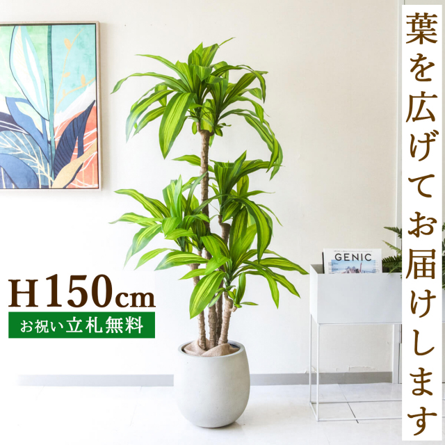 フェイクグリーン マッサン(幸福の木) H約150cm  鉢付き / 人工観葉植物 観葉植物 フェイク 造花 店舗 装飾 開店 開業 移転 祝い ギフト プレゼント おしゃれ 住宅展示場 モデルハウス オフィス 立札無料 PG260-BAL30IV