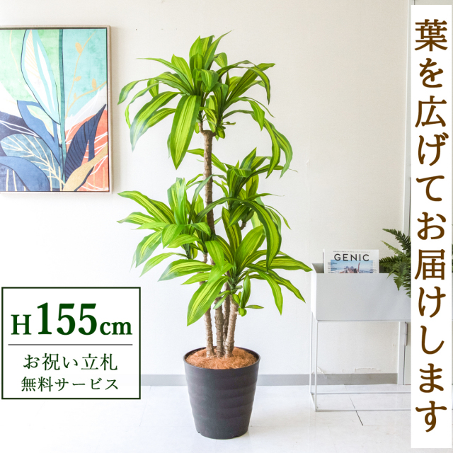 フェイクグリーン マッサン(幸福の木) H約155cm  鉢付き / 人工観葉植物 観葉植物 フェイク 造花 店舗 装飾 開店 開業 移転 祝い ギフト プレゼント おしゃれ 住宅展示場 モデルハウス オフィス 立札無料 PG260-M30DB