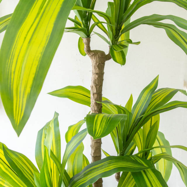 人工 観葉植物 フェイク グリーン ユッカポット H約120cm 店舗 装飾