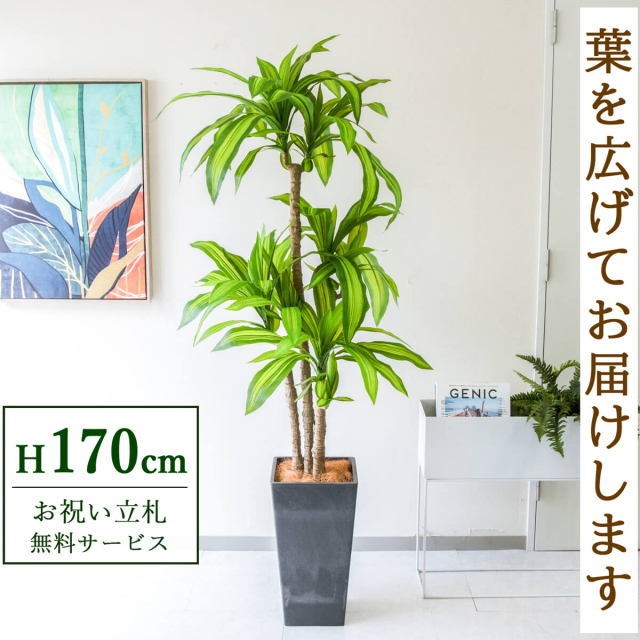 フェイクグリーン マッサン(幸福の木) H約170cm  鉢付き / 人工観葉植物 観葉植物 フェイク 造花 大型 大きい 店舗 装飾 開店 開業 移転 祝い ギフト プレゼント おしゃれ 住宅展示場 モデルハウス オフィス 立札無料 PG260-Q25BK