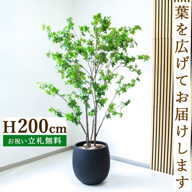 フェイクグリーン ドウダンツツジ H約200cm  鉢付き / 人工観葉植物 観葉植物 フェイク 造花 大型 大きい 店舗 装飾 開店 開業 移転 祝い ギフト プレゼント おしゃれ 住宅展示場 モデルハウス オフィス 立札無料 /PG261-BAL42BK