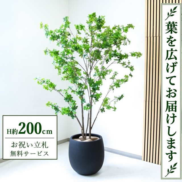 【すぐ飾れる】 フェイクグリーン ドウダンツツジ H約200cm 大型 鉢付き / 法人・開店祝い 店舗・オフィス装飾 空間演出 立札無料・造花/PG261-BAL42BK