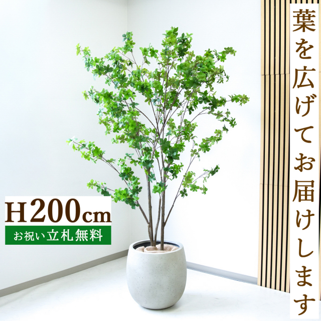 フェイクグリーン ドウダンツツジ H約200cm  鉢付き / 人工観葉植物 観葉植物 フェイク 造花 大型 大きい 店舗 装飾 開店 開業 移転 祝い ギフト プレゼント おしゃれ 住宅展示場 モデルハウス オフィス 立札無料 /PG261-BAL42IV