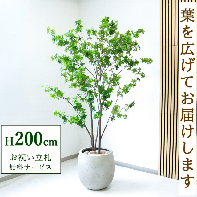 フェイクグリーン ドウダンツツジ H約200cm  鉢付き / 人工観葉植物 観葉植物 フェイク 造花 大型 大きい 店舗 装飾 開店 開業 移転 祝い ギフト プレゼント おしゃれ 住宅展示場 モデルハウス オフィス 立札無料 /PG261-BAL42IV