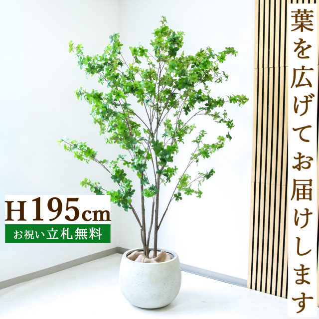 フェイクグリーン ドウダンツツジ H約195cm  鉢付き / 人工観葉植物 観葉植物 フェイク 造花 大型 大きい 店舗 装飾 開店 開業 移転 祝い ギフト プレゼント おしゃれ 住宅展示場 モデルハウス オフィス 立札無料 /PG261-D42IV