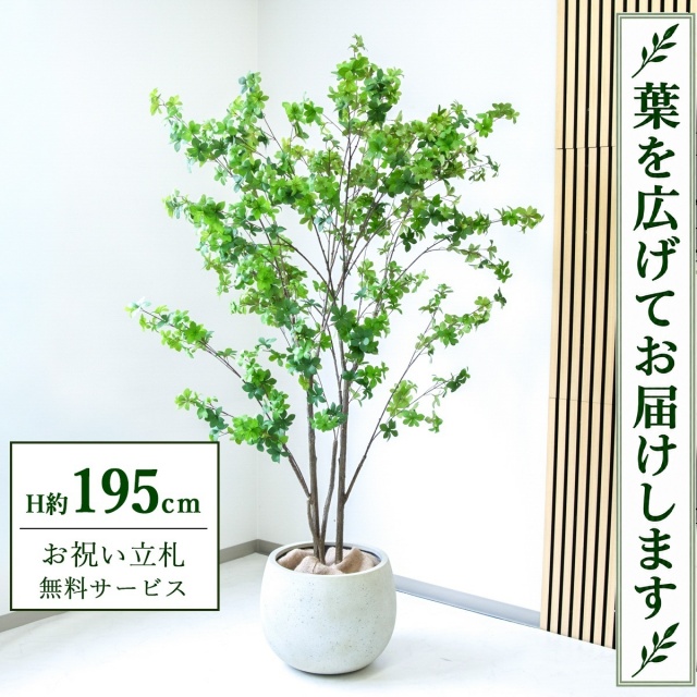【すぐ飾れる】 フェイクグリーン ドウダンツツジ H約195cm 大型 鉢付き / 法人・開店祝い 店舗・オフィス装飾 空間演出 立札無料・造花/PG261-D42IV