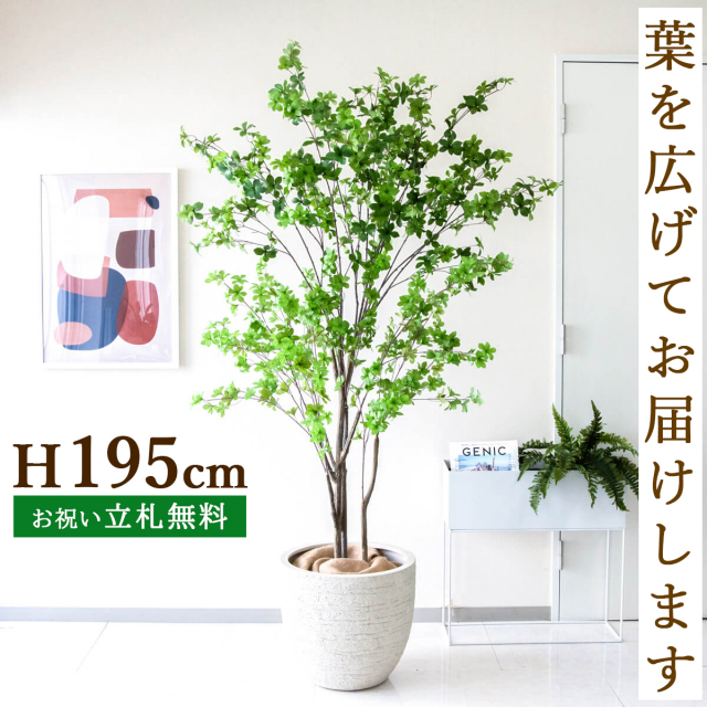 人工 観葉植物 フェイク グリーン ドウダンツツジ H約200cm  大型 店舗 装飾 開店 開業 移転 祝い ギフト プレゼント 住宅展示場 モデルハウス オフィス [お祝い立札無料]【PG261-GIG42IV ドウダンツツジ H約200cm /FRP鉢】