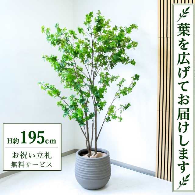 【すぐ飾れる】 フェイクグリーン ドウダンツツジ H約195cm 大型 鉢付き / 法人・開店祝い 店舗・オフィス装飾 空間演出 立札無料・造花/PG261-J40