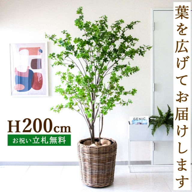 人工 観葉植物 フェイク グリーン ドウダンツツジ H約200cm  大型 店舗 装飾 開店 開業 移転 祝い ギフト プレゼント 住宅展示場 モデルハウス オフィス [お祝い立札無料]【PG261-N45 ドウダンツツジ H約200cm /ラタン鉢】