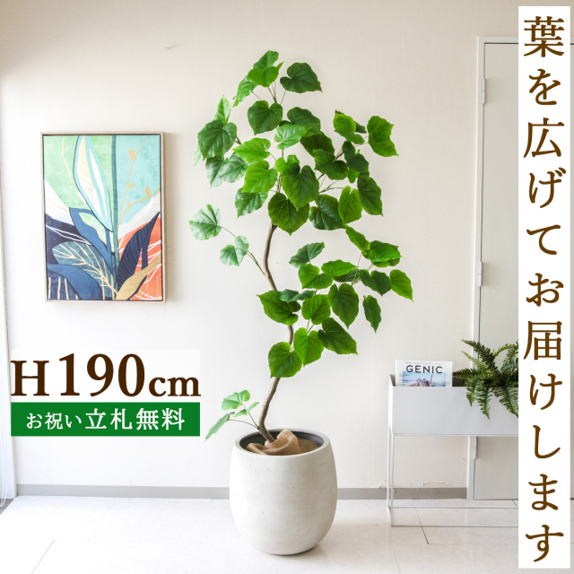 フェイクグリーン ウンベラータ H約190cm  鉢付き / 人工観葉植物 観葉植物 フェイク 造花 大型 大きい 店舗 装飾 開店 開業 移転 祝い ギフト プレゼント おしゃれ 住宅展示場 モデルハウス オフィス 立札無料 PG262-BAL42IV