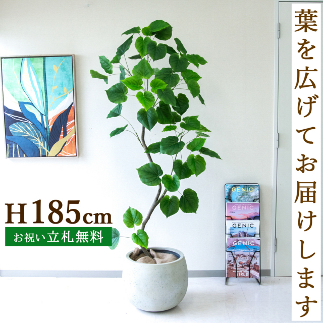 フェイクグリーン ウンベラータ H約185cm  鉢付き / 人工観葉植物 観葉植物 フェイク 造花 大型 大きい 店舗 装飾 開店 開業 移転 祝い ギフト プレゼント おしゃれ 住宅展示場 モデルハウス オフィス 立札無料 /PG262-D42IV