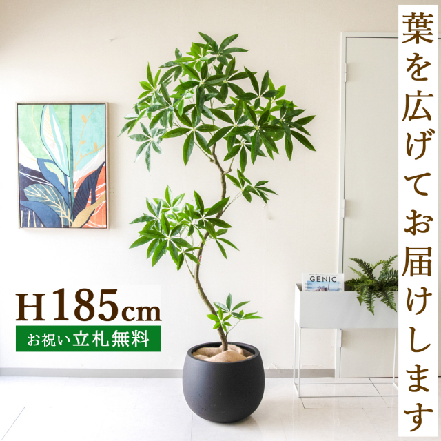 フェイクグリーン パキラ H約185cm  鉢付き / 人工観葉植物 観葉植物 フェイク 造花 大型 大きい 店舗 装飾 開店 開業 移転 祝い ギフト プレゼント おしゃれ 住宅展示場 モデルハウス オフィス 立札無料 PG263-D42BK