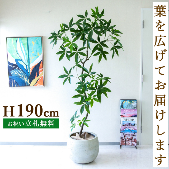フェイクグリーン パキラ H約190cm  鉢付き / 人工観葉植物 観葉植物 フェイク 造花 大型 大きい 店舗 装飾 開店 開業 移転 祝い ギフト プレゼント おしゃれ 住宅展示場 モデルハウス オフィス 立札無料 /PG263-D42IV