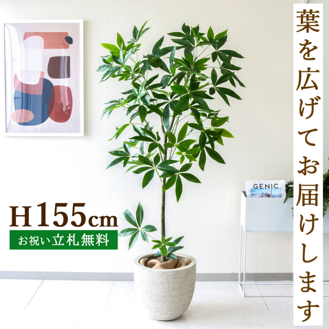フェイクグリーン パキラ H約155cm 鉢付き / 観葉植物 フェイク 人工観葉植物 造花 店舗 装飾 開店 開業 移転 祝い ギフト プレゼント おしゃれ 住宅展示場 モデルハウス オフィス 立札無料 PG265-GIG33IV