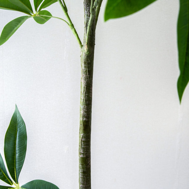 PG265-GIG33IV パキラ H約155cm /FRP鉢