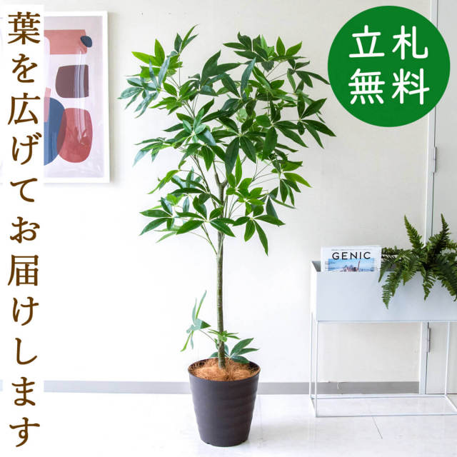 フェイクグリーン パキラ H約155cm 鉢付き / 観葉植物 フェイク 人工観葉植物 造花 店舗 装飾 開店 開業 移転 祝い ギフト プレゼント おしゃれ 住宅展示場 モデルハウス オフィス 立札無料 PG265-M27DB