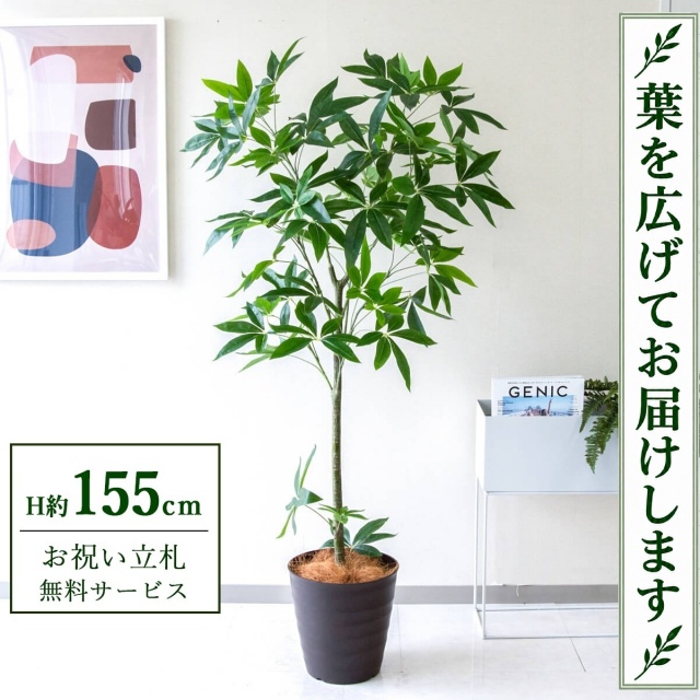 【すぐ飾れる】 フェイクグリーン パキラ H約155cm 鉢付き / 法人・開店祝い 店舗・オフィス装飾 空間演出 立札無料・造花/PG265-M27DB