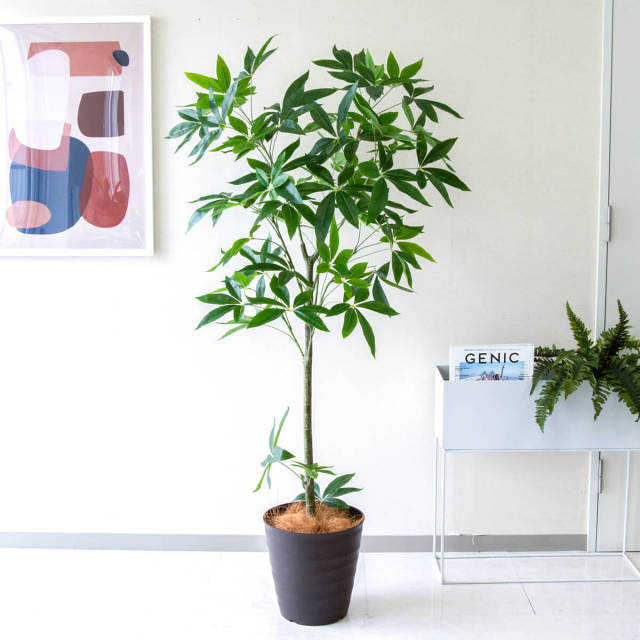 PG265-M27DB パキラ H約155cm /ポリプロピレン鉢