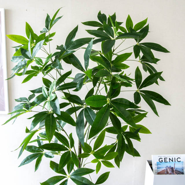 PG265-M27DB パキラ H約155cm /ポリプロピレン鉢