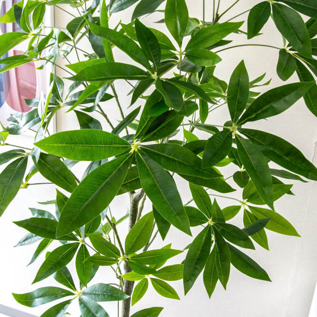 観葉植物パキラ　155cm～160ｃｍ PG265-M27DB パキラ H約155cm /ポリプロピレン鉢
