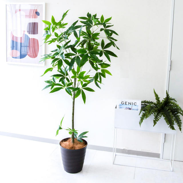 神木　パキラ PG265-M27DB パキラ H約155cm /ポリプロピレン鉢