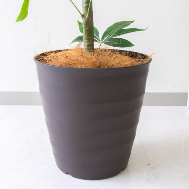 PG265-M27DB パキラ H約155cm /ポリプロピレン鉢