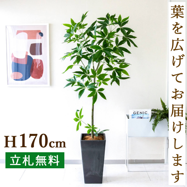 人工 観葉植物 フェイク グリーン パキラ H約170cm  大型 店舗 装飾 開店 開業 移転 祝い ギフト プレゼント 住宅展示場 モデルハウス オフィス [お祝い立札無料]【PG265-Q25BK パキラ H約170cm /プラスチック樹脂鉢】