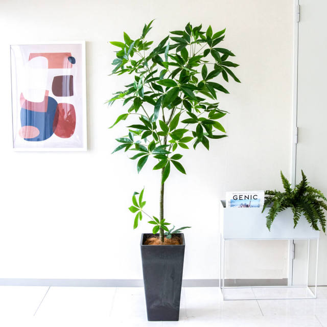 PG265-Q25BK パキラ H約170cm /プラスチック樹脂鉢