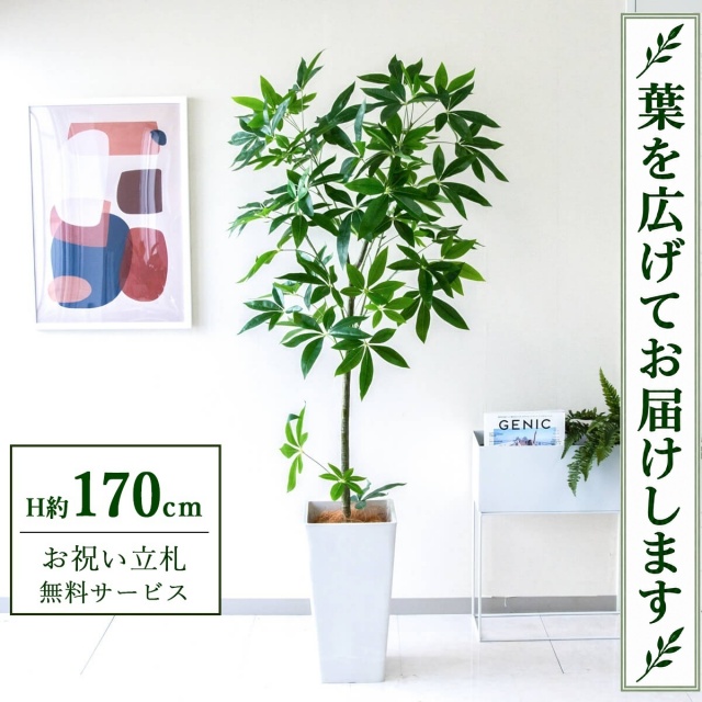 【すぐ飾れる】 フェイクグリーン パキラ H約170cm 大型 鉢付き / 法人・開店祝い 店舗・オフィス装飾 空間演出 立札無料・造花/PG265-Q25WH